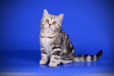 stüdyo fotoğrafçılığı renkli arka plan üzerinde bir İskoç düz stenografi kedi