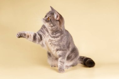 stüdyo fotoğrafçılığı renkli arka plan üzerinde bir İskoç düz stenografi kedi