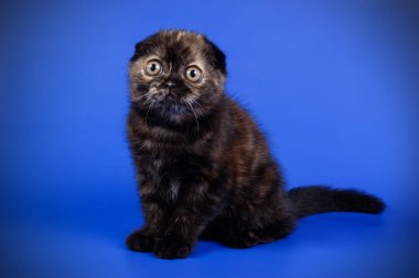 Bir İskoç fold stenografi kedi renkli arka plan üzerinde fotoğraf stüdyosu