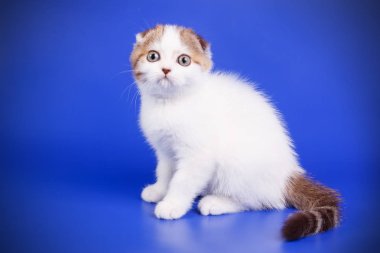 Bir İskoç fold stenografi kedi renkli arka plan üzerinde fotoğraf stüdyosu