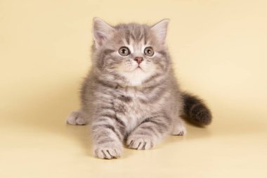 Bir İskoç düz longhair kedi renkli arka plan üzerinde fotoğraf stüdyosu