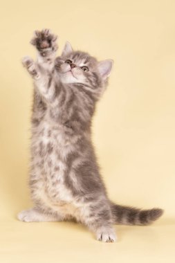 Bir İskoç düz longhair kedi renkli arka plan üzerinde fotoğraf stüdyosu