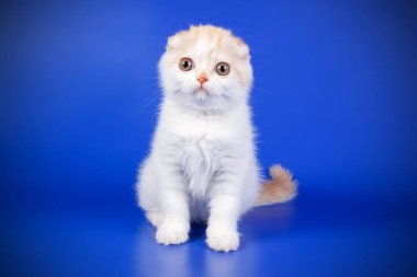 Bir İskoç fold stenografi kedi renkli arka plan üzerinde fotoğraf stüdyosu