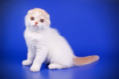 Bir İskoç fold stenografi kedi renkli arka plan üzerinde fotoğraf stüdyosu