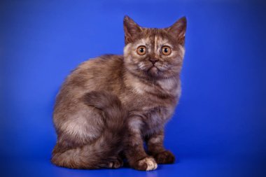 stüdyo fotoğrafçılığı renkli arka plan üzerinde bir İskoç düz stenografi kedi