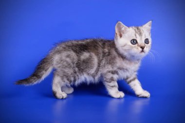 stüdyo fotoğrafçılığı renkli arka plan üzerinde bir İskoç düz stenografi kedi