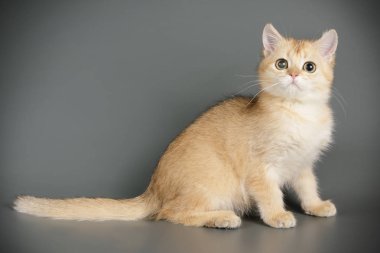 stüdyo fotoğrafçılığı renkli arka plan üzerinde bir İskoç düz stenografi kedi