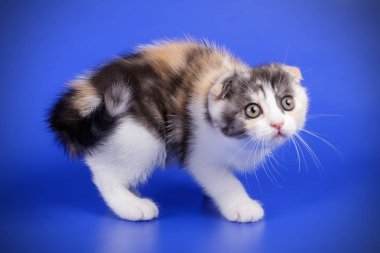 Bir İskoç fold stenografi kedi renkli arka plan üzerinde fotoğraf stüdyosu