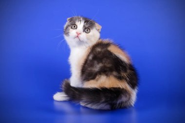 Bir İskoç fold stenografi kedi renkli arka plan üzerinde fotoğraf stüdyosu