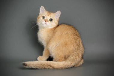 stüdyo fotoğrafçılığı renkli arka plan üzerinde bir İskoç düz stenografi kedi