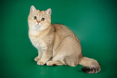 stüdyo fotoğrafçılığı renkli arka plan üzerinde bir İskoç düz stenografi kedi