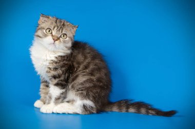 Bir İskoç fold stenografi kedi renkli arka plan üzerinde fotoğraf stüdyosu