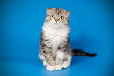 Bir İskoç fold stenografi kedi renkli arka plan üzerinde fotoğraf stüdyosu