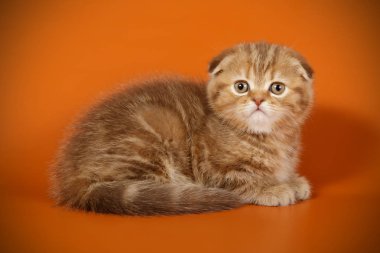 Bir İskoç fold stenografi kedi renkli arka plan üzerinde fotoğraf stüdyosu