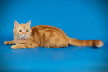 stüdyo fotoğrafçılığı renkli arka plan üzerinde bir İskoç düz stenografi kedi