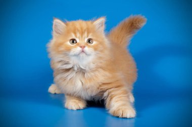 Bir İskoç düz longhair kedi renkli arka plan üzerinde fotoğraf stüdyosu