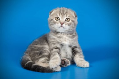 Bir İskoç fold stenografi kedi renkli arka plan üzerinde fotoğraf stüdyosu