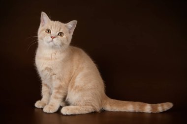 stüdyo fotoğrafçılığı renkli arka plan üzerinde bir İskoç düz stenografi kedi