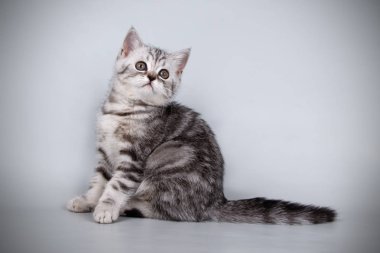 stüdyo fotoğrafçılığı renkli arka plan üzerinde bir İskoç düz stenografi kedi