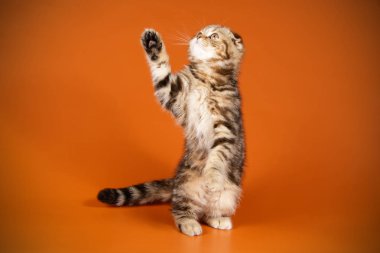 Bir İskoç fold stenografi kedi renkli arka plan üzerinde fotoğraf stüdyosu