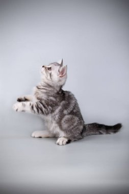 stüdyo fotoğrafçılığı renkli arka plan üzerinde bir İskoç düz stenografi kedi