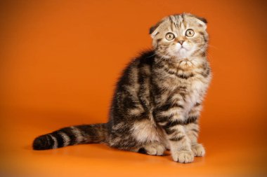 Bir İskoç fold stenografi kedi renkli arka plan üzerinde fotoğraf stüdyosu