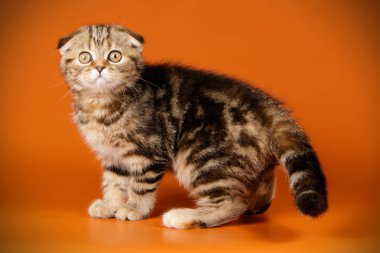 Bir İskoç fold stenografi kedi renkli arka plan üzerinde fotoğraf stüdyosu