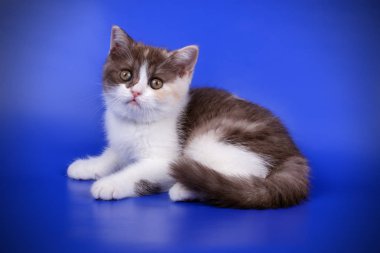 stüdyo fotoğrafçılığı renkli arka plan üzerinde bir İskoç düz stenografi kedi