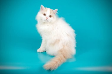 Bir İskoç düz longhair kedi renkli arka plan üzerinde fotoğraf stüdyosu