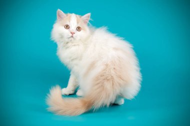 Bir İskoç düz longhair kedi renkli arka plan üzerinde fotoğraf stüdyosu