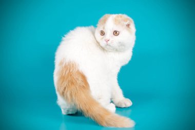 Bir İskoç fold stenografi kedi renkli arka plan üzerinde fotoğraf stüdyosu