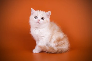 stüdyo fotoğrafçılığı renkli arka plan üzerinde bir İskoç düz stenografi kedi