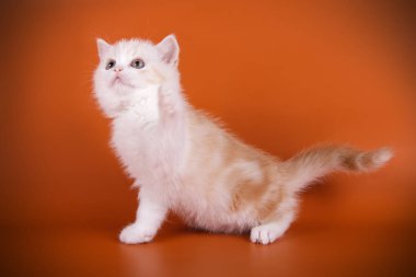 stüdyo fotoğrafçılığı renkli arka plan üzerinde bir İskoç düz stenografi kedi