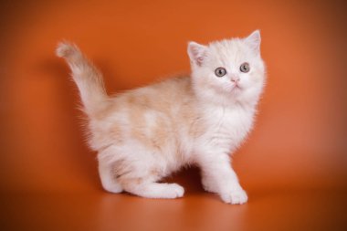 stüdyo fotoğrafçılığı renkli arka plan üzerinde bir İskoç düz stenografi kedi