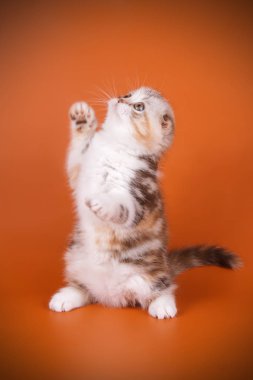 Bir İskoç fold stenografi kedi renkli arka plan üzerinde fotoğraf stüdyosu