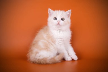 stüdyo fotoğrafçılığı renkli arka plan üzerinde bir İskoç düz stenografi kedi