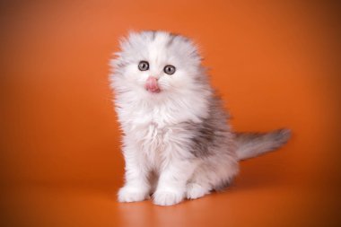 bir İskoç fold longhair kedi renkli arka plan üzerinde fotoğraf stüdyosu