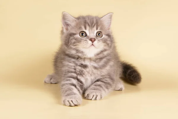 Fotografia Estúdio Gato Escocês Cabelo Longo Reto Fundos Coloridos — Fotografia de Stock