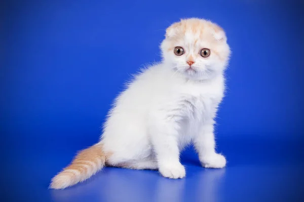 Studioaufnahme Einer Schottischen Kurzhaarkatze Auf Farbigem Hintergrund — Stockfoto