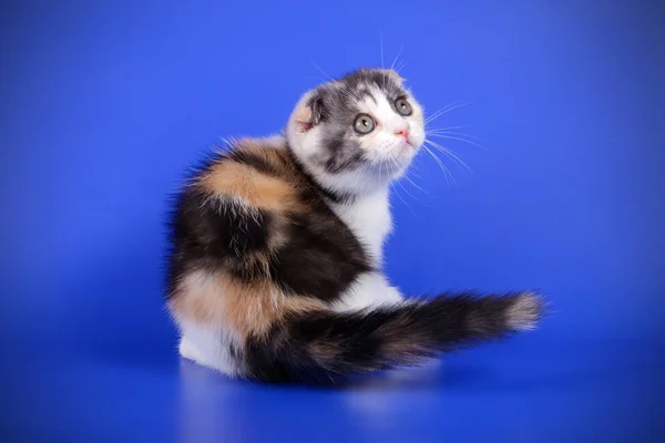 Studiofotografering Scottish Fold Stenografien Katt Färgad Bakgrund — Stockfoto