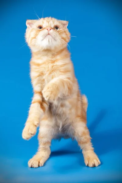 배경에 스코티시 쇼트헤어 고양이의 스튜디오 — 스톡 사진