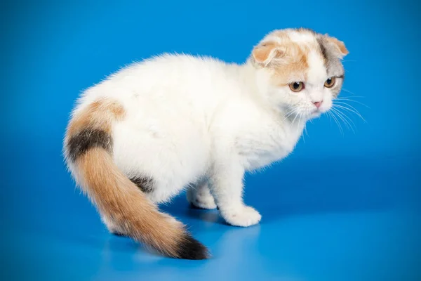 カラーの背景にスコティッシュフォールド ショートヘア猫のスタジオ撮影 — ストック写真