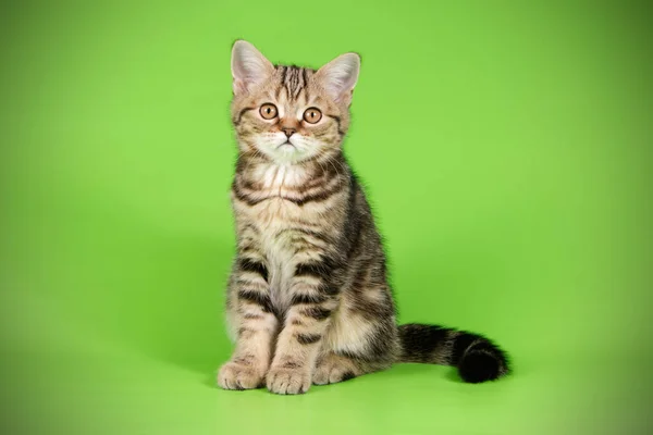 배경에 스코틀랜드 Shorthair 고양이의 스튜디오 — 스톡 사진