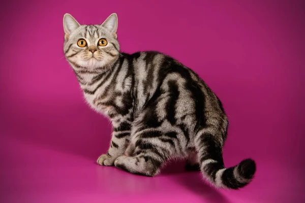 在彩色背景下的苏格兰直短毛猫猫工作室摄影 — 图库照片