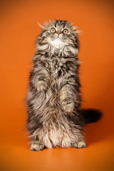 Bir Skoç Fold Longhair Kedi Renkli Arka Plan Üzerinde Fotoğraf — Stok fotoğraf