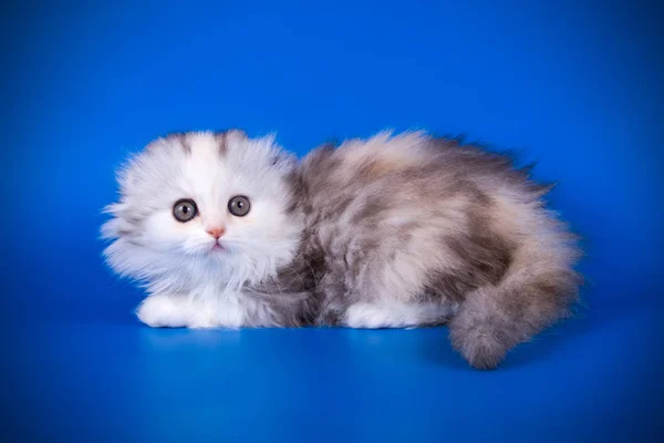 Estudio Fotografía Gato Pelo Largo Pliegue Escocés Sobre Fondos Color —  Fotos de Stock