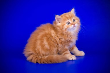 Bir İskoç düz longhair kedi renkli arka plan üzerinde fotoğraf stüdyosu
