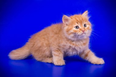 Bir İskoç düz longhair kedi renkli arka plan üzerinde fotoğraf stüdyosu