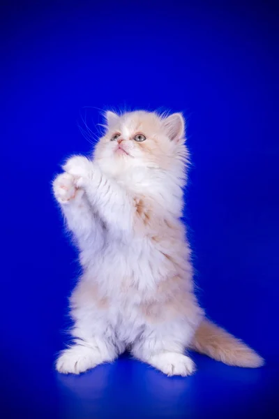 Studioaufnahmen Einer Schottischen Langhaarkatze Auf Farbigem Hintergrund — Stockfoto