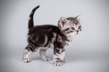 stüdyo fotoğrafçılığı renkli arka plan üzerinde bir Amerikalı stenografi kedi